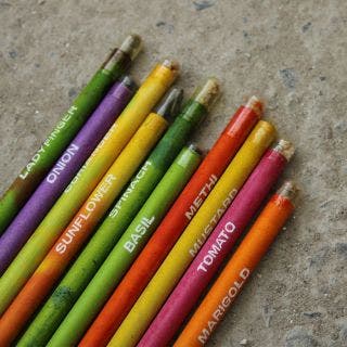 Single Plantable Pencils BioQ